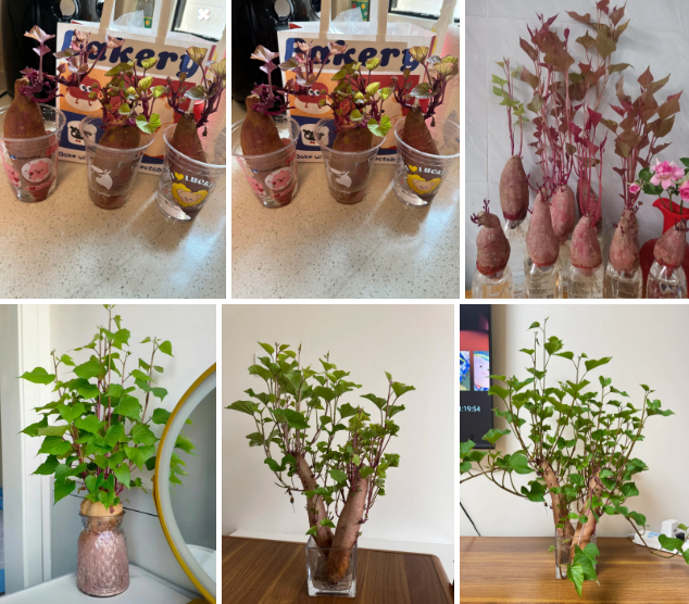 Gừng bonsai lên ngôi nhưng khoai lang thủy canh vẫn hot rần rần: Chị em trồng chơi mà ăn thật cũng “đã cái nư”!- Ảnh 2.