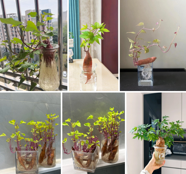 Gừng bonsai lên ngôi nhưng khoai lang thủy canh vẫn hot rần rần: Chị em trồng chơi mà ăn thật cũng “đã cái nư”!- Ảnh 5.