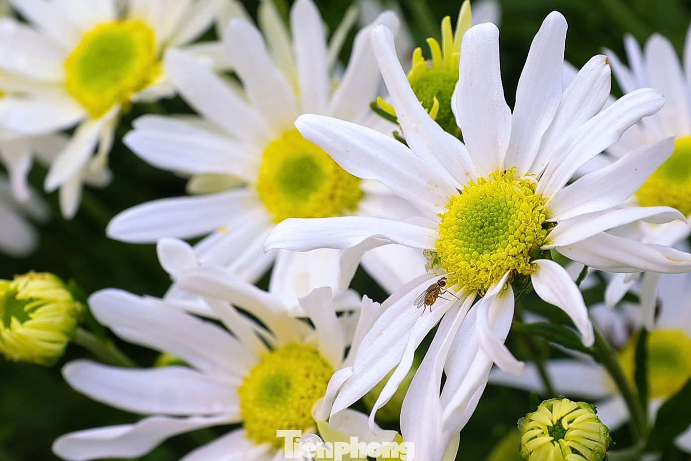 Hà Nội xao xuyến mùa hoa 'gọi đông' về phố- Ảnh 5.