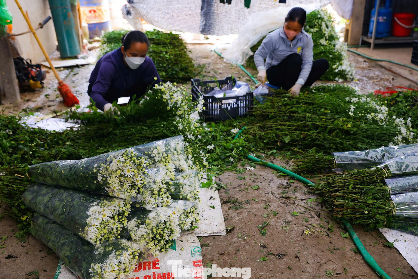 Hà Nội xao xuyến mùa hoa 'gọi đông' về phố- Ảnh 10.