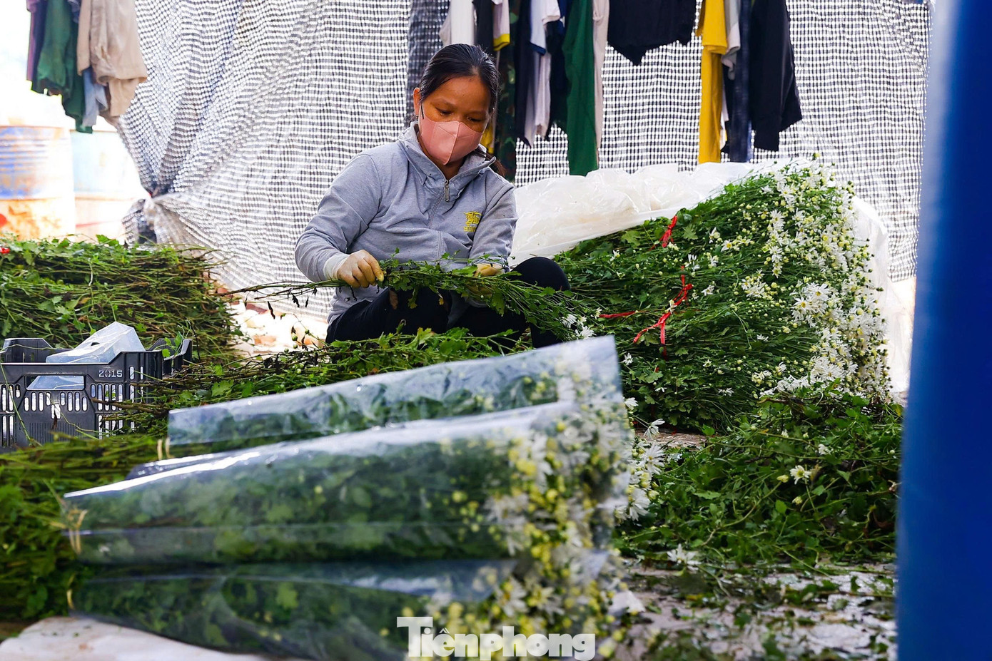 Hà Nội xao xuyến mùa hoa 'gọi đông' về phố- Ảnh 12.