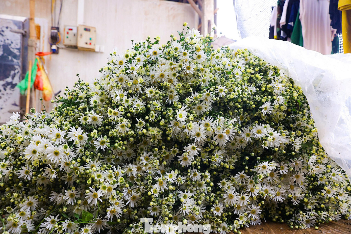 Hà Nội xao xuyến mùa hoa 'gọi đông' về phố- Ảnh 11.