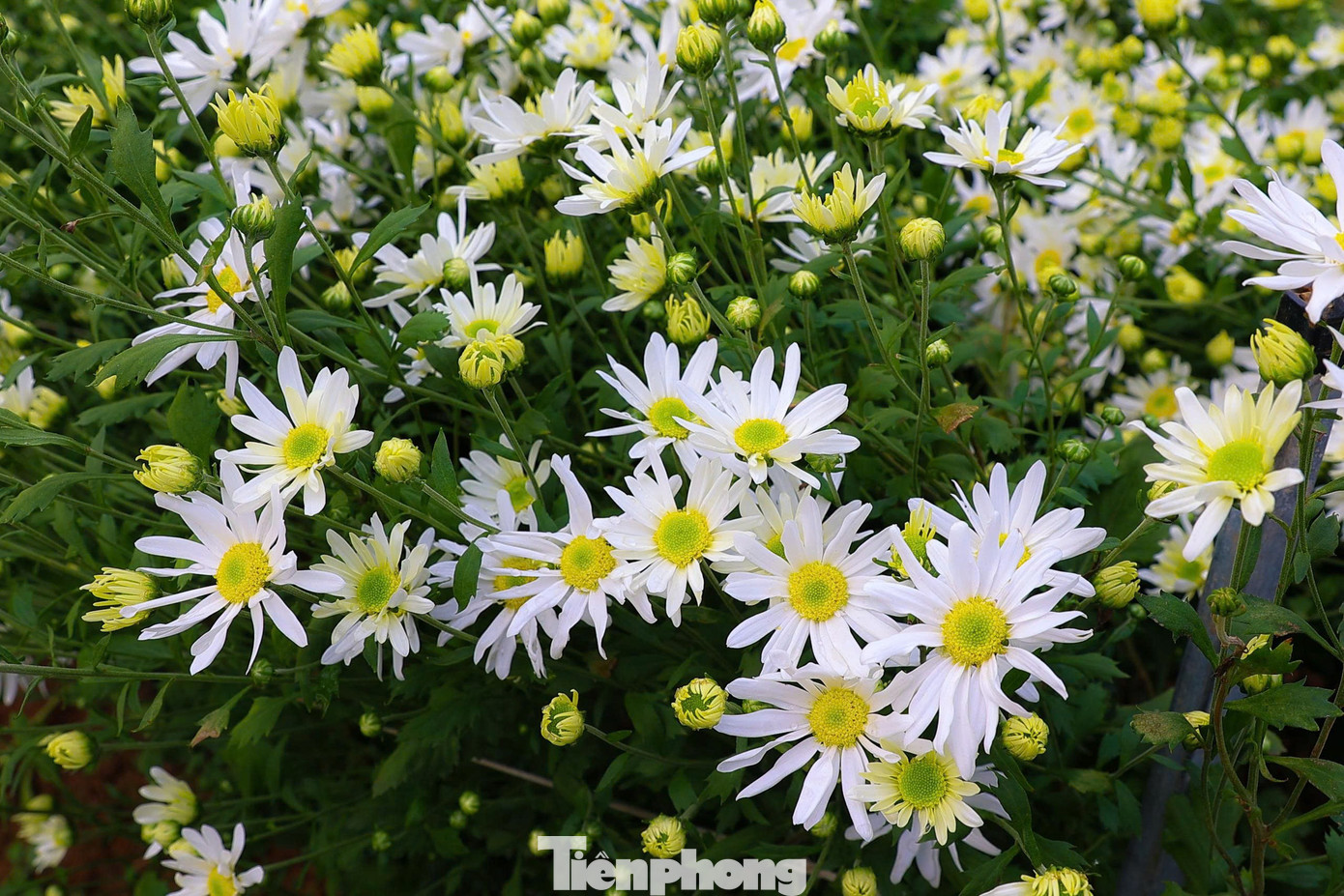 Hà Nội xao xuyến mùa hoa 'gọi đông' về phố- Ảnh 3.