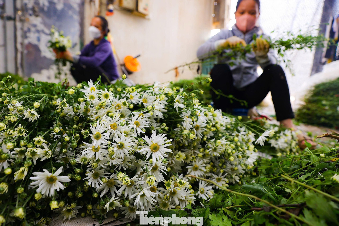 Hà Nội xao xuyến mùa hoa 'gọi đông' về phố- Ảnh 7.