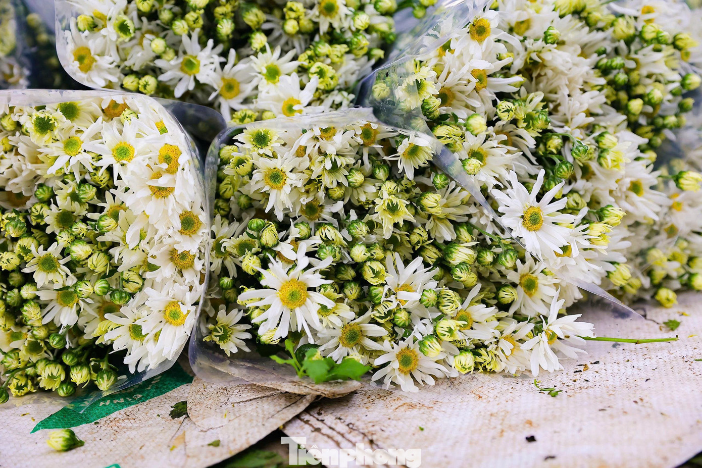 Hà Nội xao xuyến mùa hoa 'gọi đông' về phố- Ảnh 14.