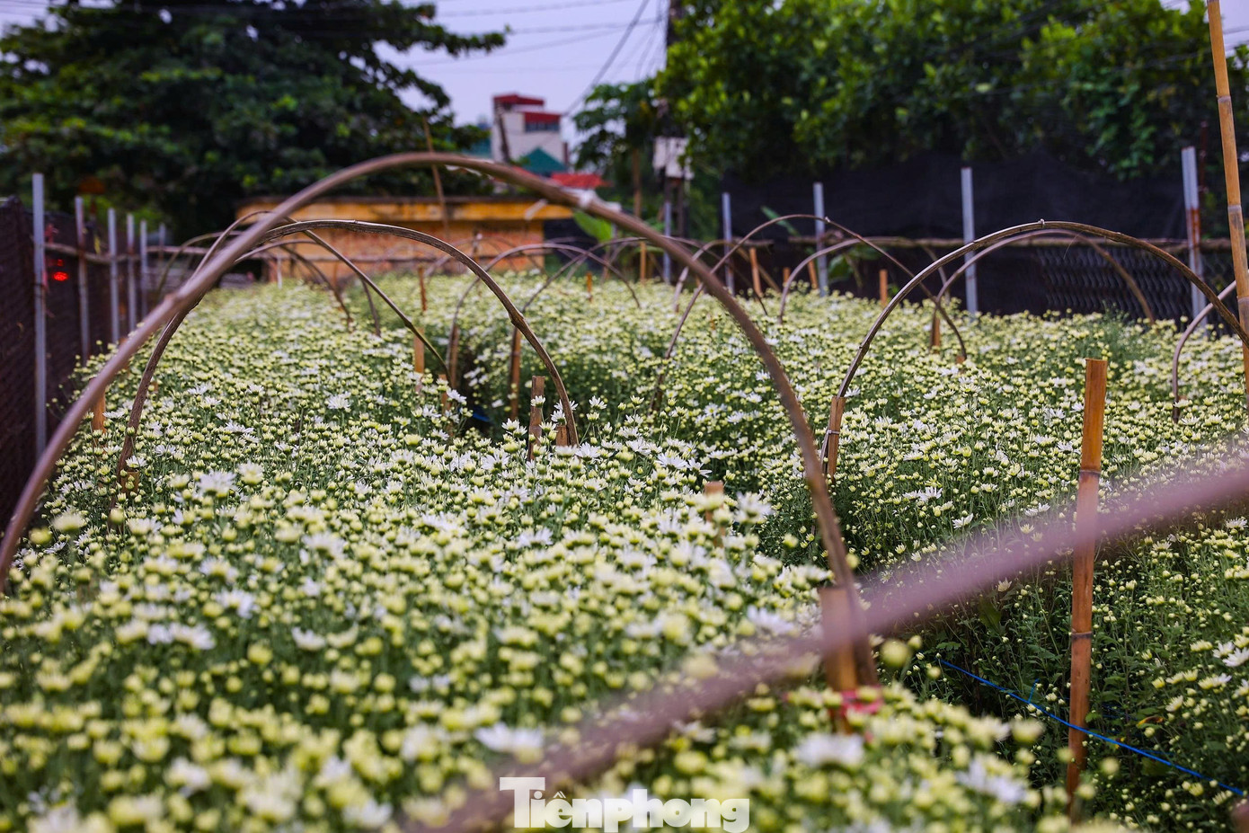 Hà Nội xao xuyến mùa hoa 'gọi đông' về phố- Ảnh 2.