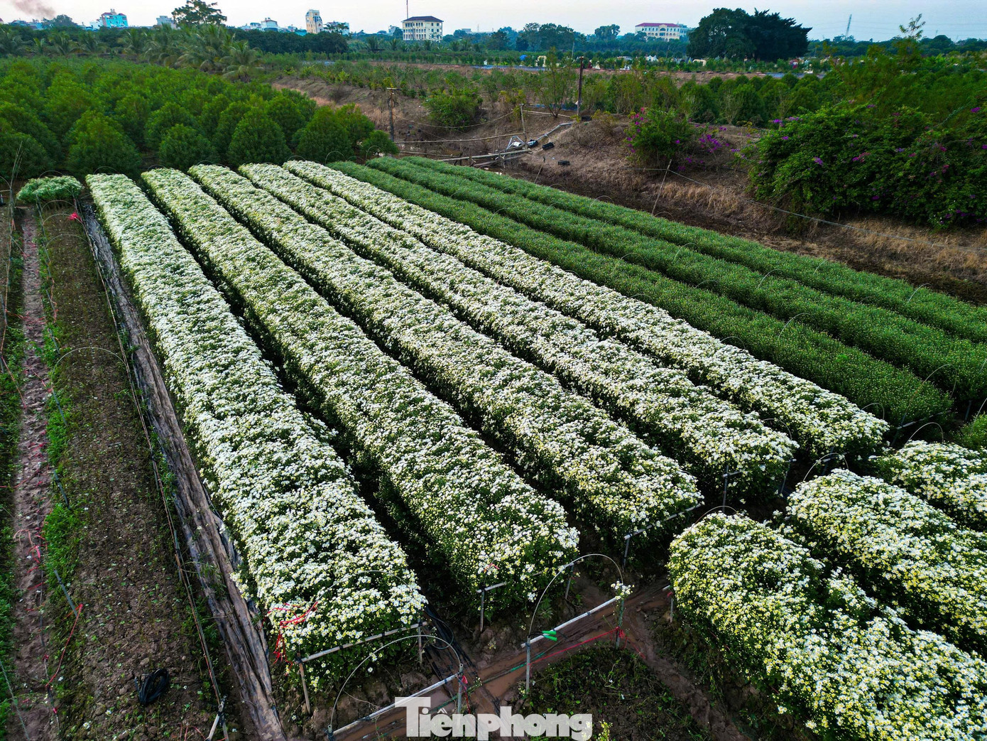 Hà Nội xao xuyến mùa hoa 'gọi đông' về phố- Ảnh 1.