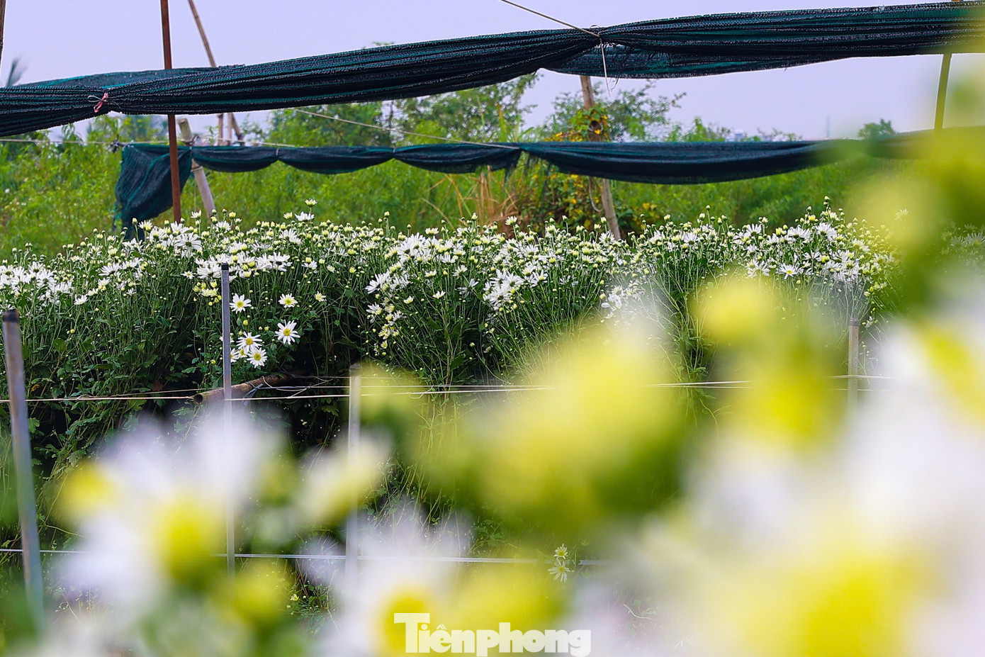 Hà Nội xao xuyến mùa hoa 'gọi đông' về phố- Ảnh 6.