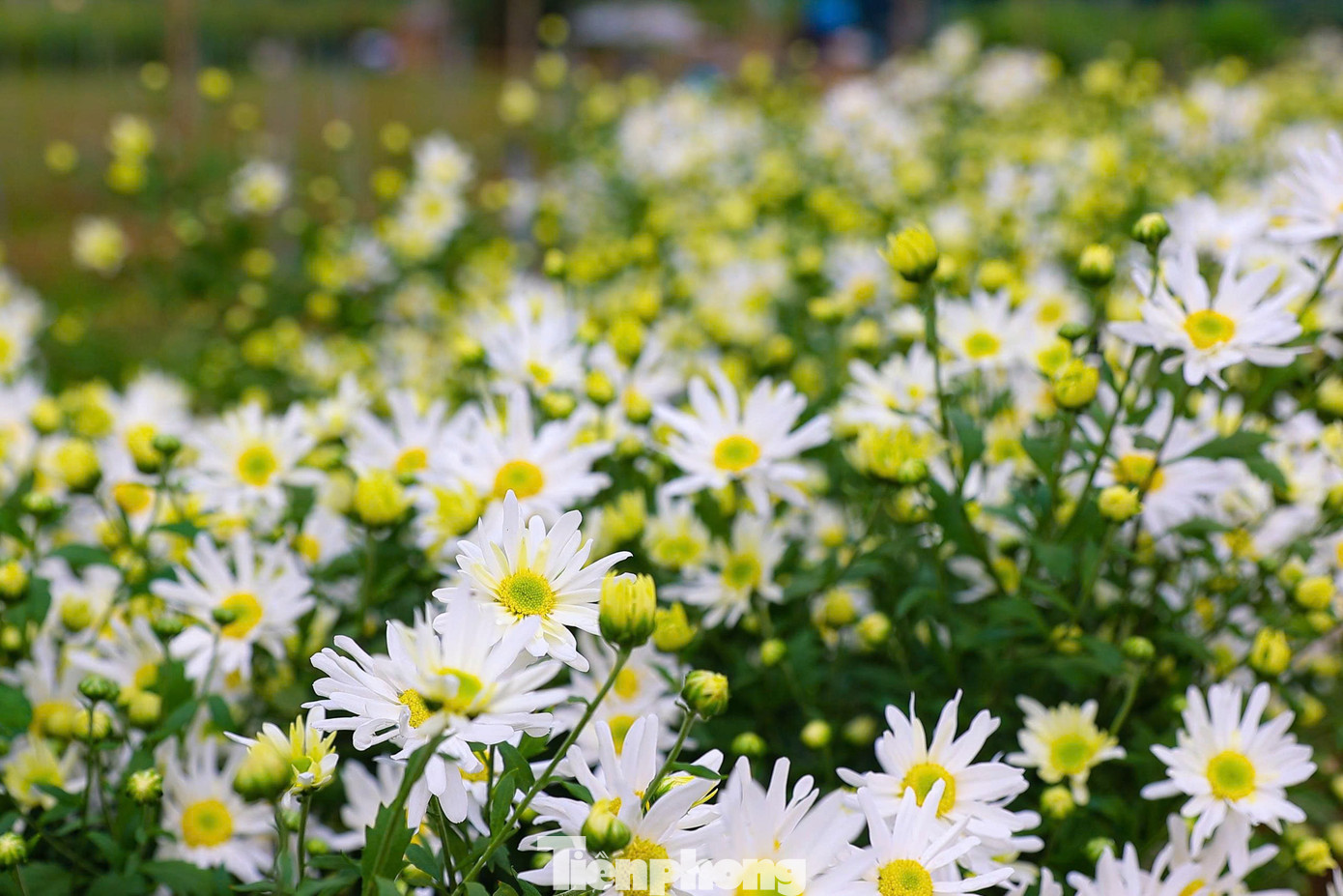 Hà Nội xao xuyến mùa hoa 'gọi đông' về phố- Ảnh 4.