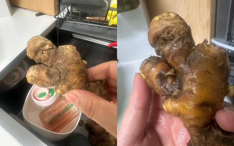 Nhiều chị em trồng gừng bonsai nhưng chẳng được mấy ngày đã thối um cả nhà, đây là lý do chí mạng- Ảnh 1.