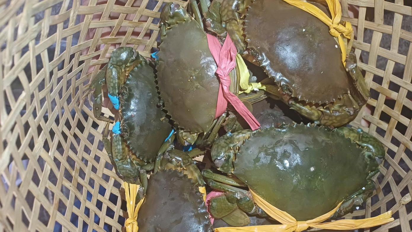 Độc lạ Cà Mau: Chen chân xem 'đua cua'- Ảnh 2.