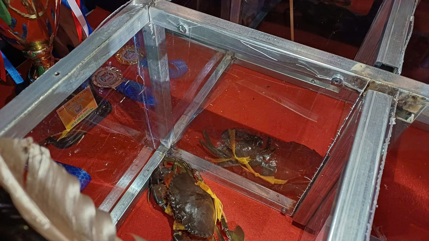 Độc lạ Cà Mau: Chen chân xem 'đua cua'- Ảnh 3.