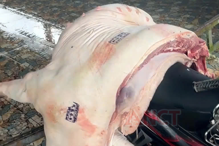 Bắt 3 cán bộ thú y liên quan vụ thịt heo nhiễm bệnh được đóng dấu kiểm dịch- Ảnh 1.