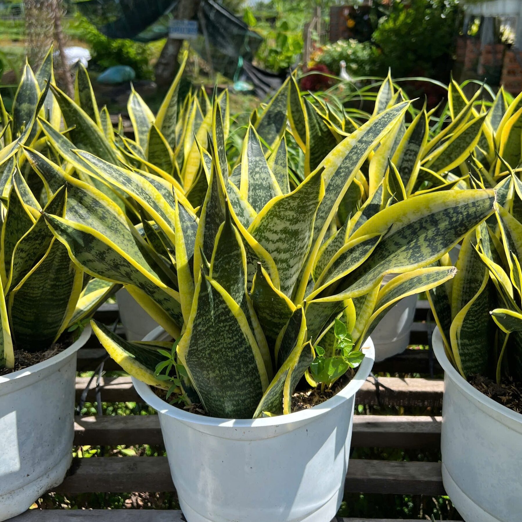 6 cây NASA khuyên trồng, 3 cây nên tránh- Ảnh 1. 6 cây NASA khuyên trồng, 3 cây nên tránh- Ảnh 1.