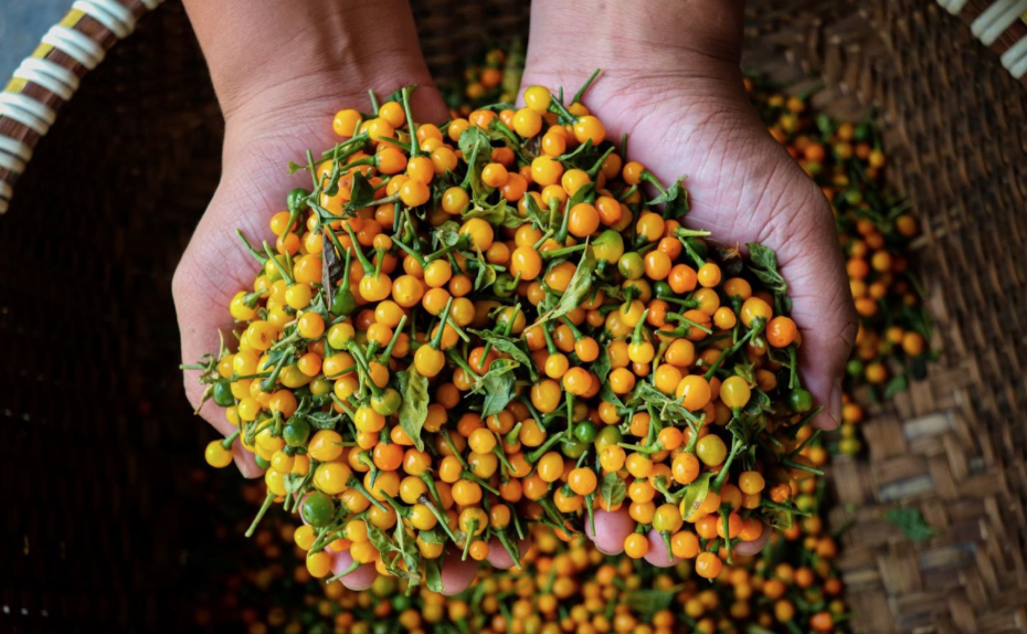 Loại gia vị đắt bậc nhất hành tinh, giá gần 1 tỷ đồng/kg được nông dân Việt Nam trồng thành công- Ảnh 2. Loại gia vị đắt bậc nhất hành tinh, giá gần 1 tỷ đồng/kg được nông dân Việt Nam trồng thành công- Ảnh 2.