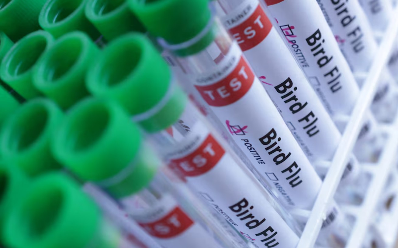 Hà Lan: Tiêu hủy 117.000 con gà vì cúm gia cầm lây lan- Ảnh 1. Hà Lan: Tiêu hủy 117.000 con gà vì cúm gia cầm lây lan- Ảnh 1.