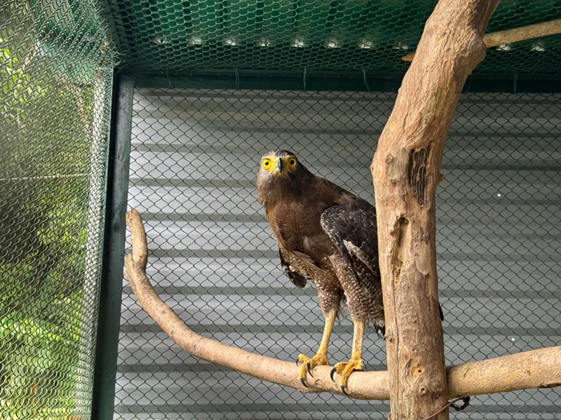 Thấy chim lạ bị thương đậu ở cột buồm ghe, người đàn ông mang về chăm sóc - hoá ra là loài quý hiếm- Ảnh 2.