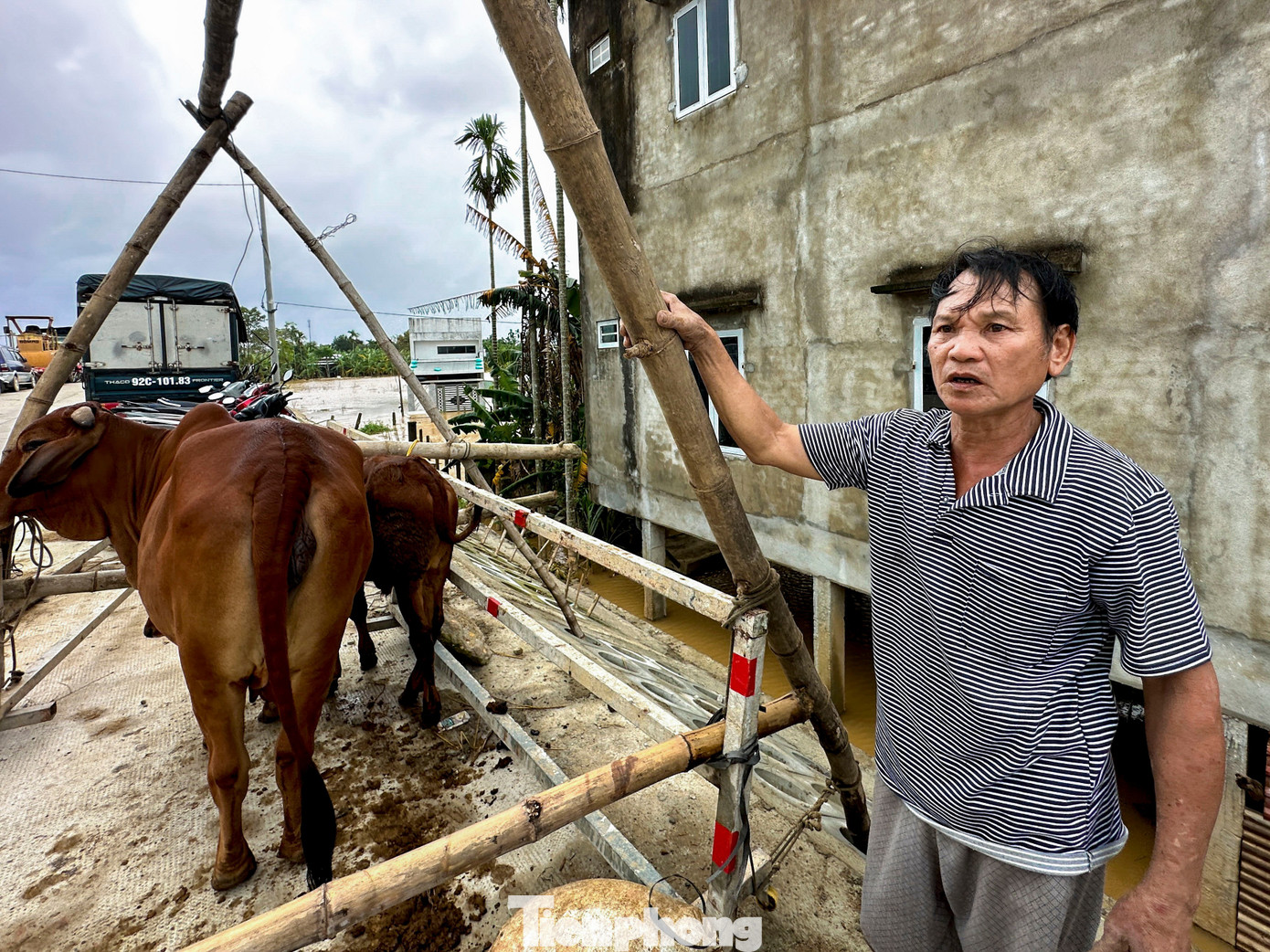 Người dân Đà Nẵng kê cao đồ đạc, đưa ô tô lên cầu, làm chuồng tạm cho trâu để tránh lũ- Ảnh 4.