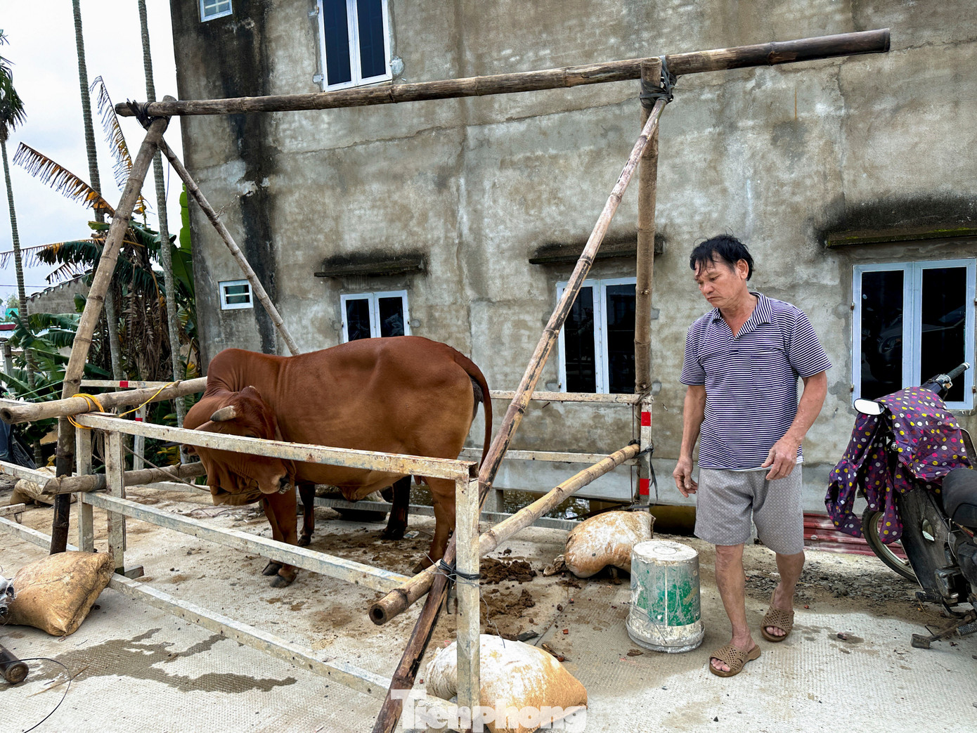 Người dân Đà Nẵng kê cao đồ đạc, đưa ô tô lên cầu, làm chuồng tạm cho trâu để tránh lũ- Ảnh 5.