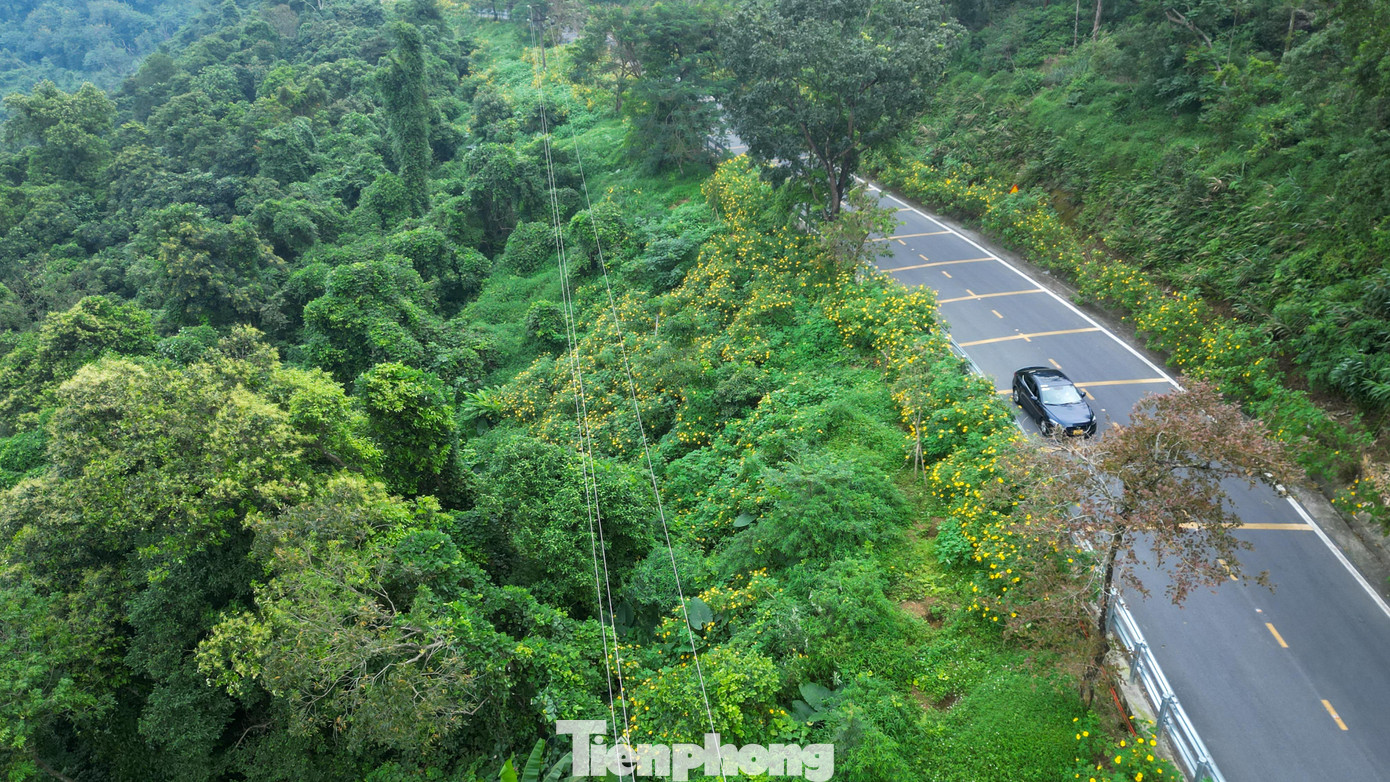 Ba Vì sau ngày ‘vỡ trận’ check-in, hoa dã quỳ có còn rực rỡ?- Ảnh 1.