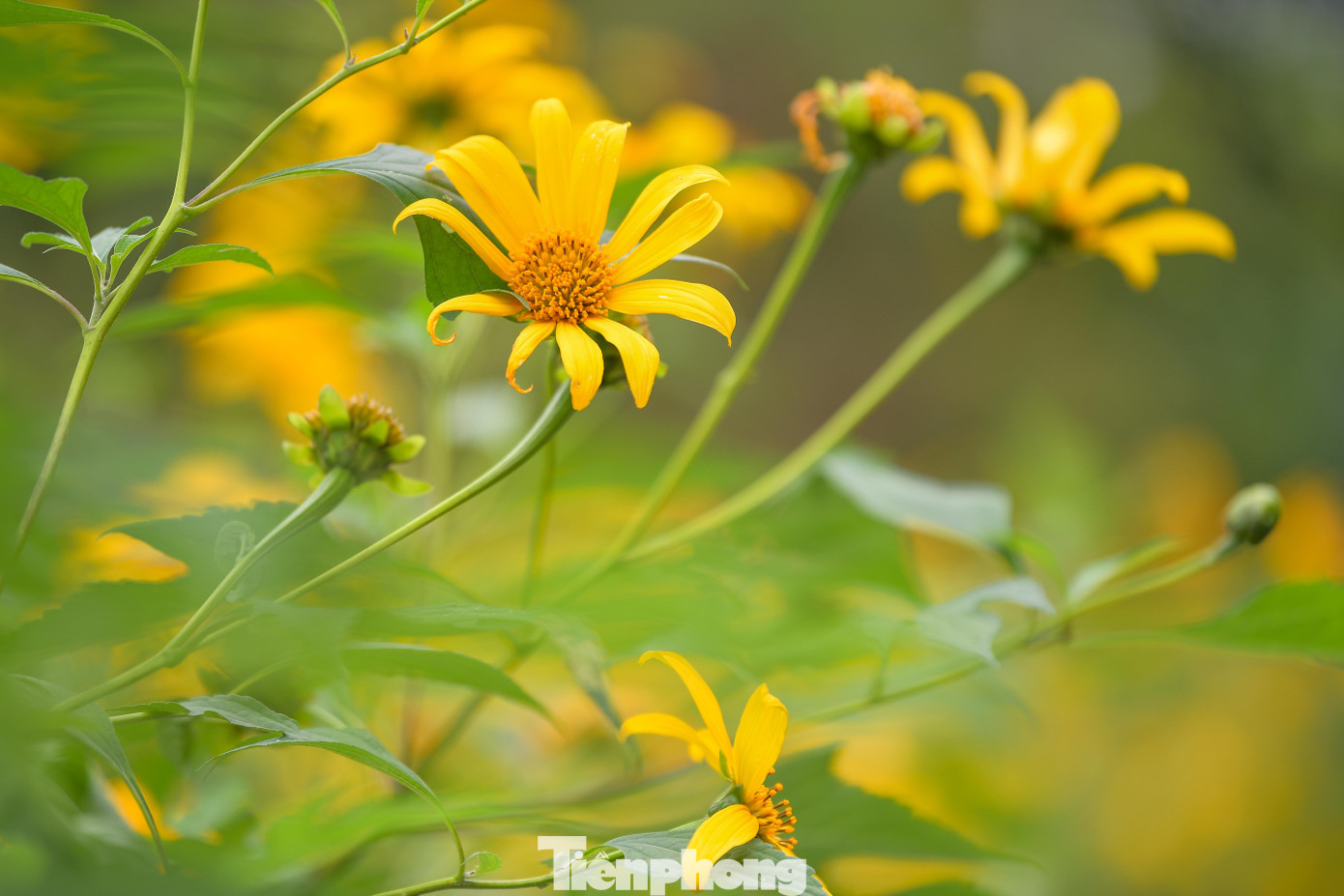 Ba Vì sau ngày ‘vỡ trận’ check-in, hoa dã quỳ có còn rực rỡ?- Ảnh 3.