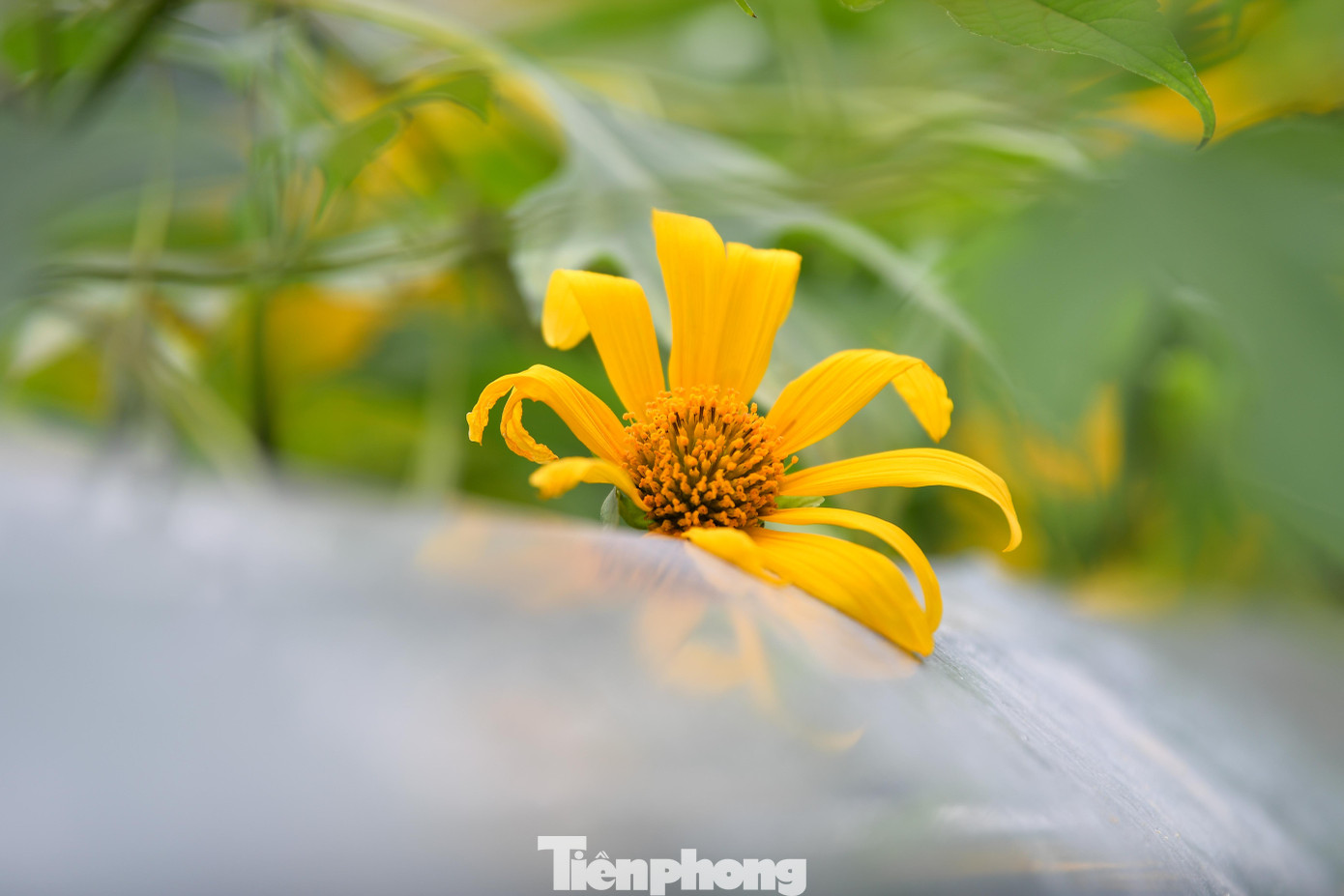 Ba Vì sau ngày ‘vỡ trận’ check-in, hoa dã quỳ có còn rực rỡ?- Ảnh 2.