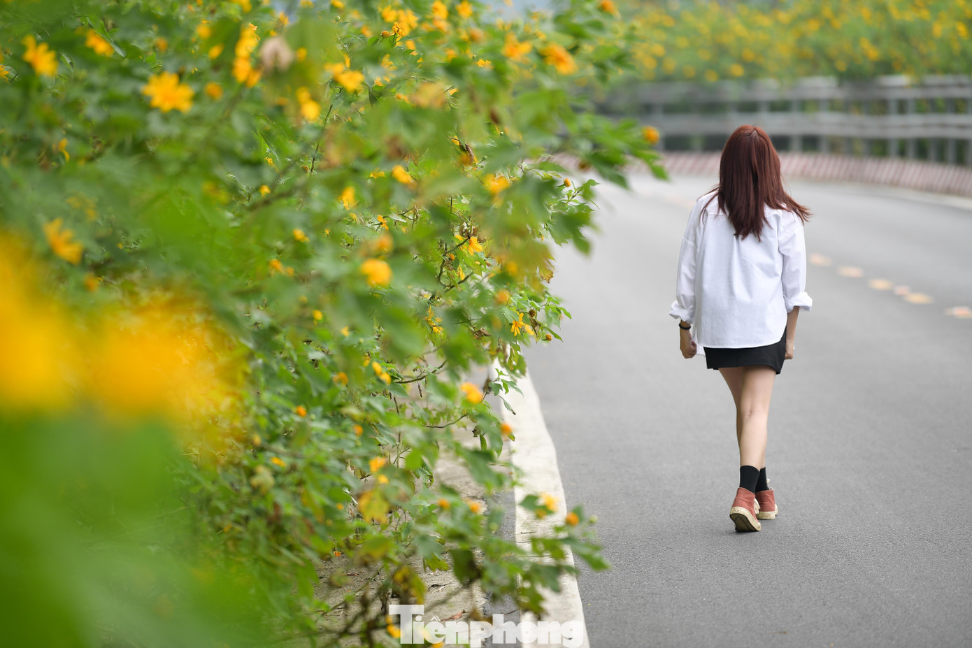 Ba Vì sau ngày ‘vỡ trận’ check-in, hoa dã quỳ có còn rực rỡ?- Ảnh 5.