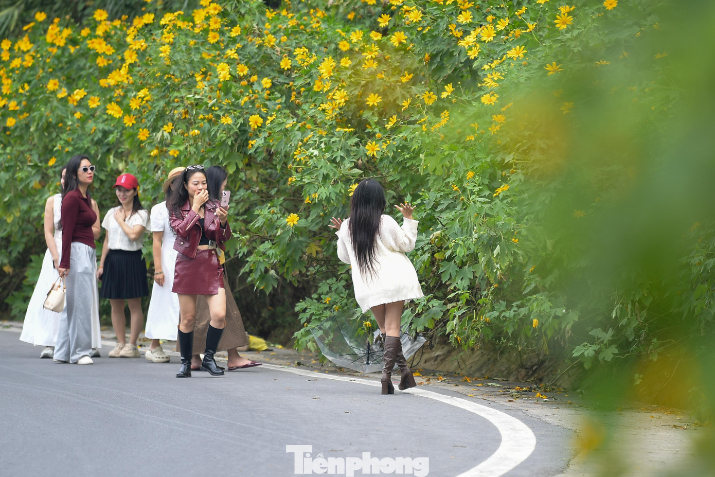 Ba Vì sau ngày ‘vỡ trận’ check-in, hoa dã quỳ có còn rực rỡ?- Ảnh 11.