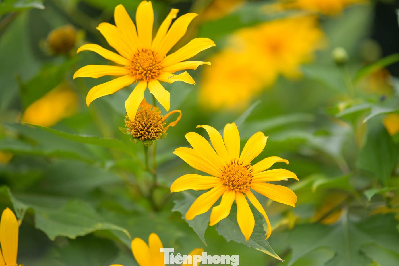 Ba Vì sau ngày ‘vỡ trận’ check-in, hoa dã quỳ có còn rực rỡ?- Ảnh 4.