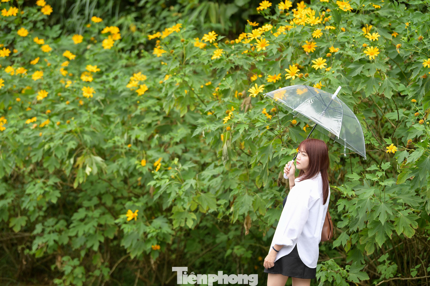 Ba Vì sau ngày ‘vỡ trận’ check-in, hoa dã quỳ có còn rực rỡ?- Ảnh 10.