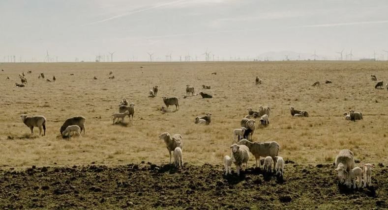 Một thành phố tại Mỹ sắp kiệt quệ vì hết đất phát triển, kinh tế trì trệ chưa từng có- Ảnh 2.