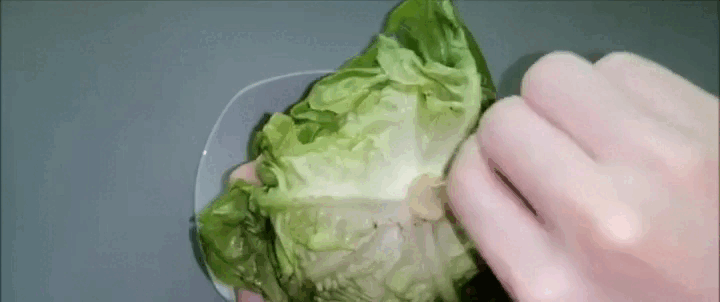 Cắm tăm vào cuống xà lách, ai nghĩ ra mẹo này xin hãy nhận 1 lạy của tôi!- Ảnh 4. Cắm tăm vào cuống xà lách, ai nghĩ ra mẹo này xin hãy nhận 1 lạy của tôi!- Ảnh 4.