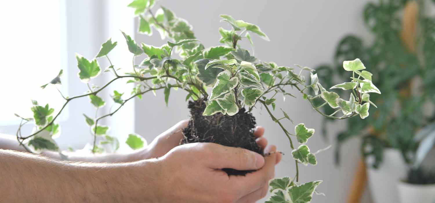 Để loại cây này trong nhà tắm, nấm mốc sẽ biến mất, không khí khô thoáng hơn: Mùa đông càng nên trồng- Ảnh 1. Để loại cây này trong nhà tắm, nấm mốc sẽ biến mất, không khí khô thoáng hơn: Mùa đông càng nên trồng- Ảnh 1.