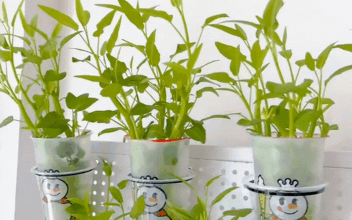 Giá rau tăng vùn vụt, chị em rủ nhau trồng rau muống thủy canh: Cắm cọng rau vào nước là có cả bình ăn mệt nghỉ- Ảnh 5.