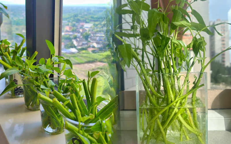 Giá rau tăng vùn vụt, chị em rủ nhau trồng rau muống thủy canh: Cắm cọng rau vào nước là có cả bình ăn mệt nghỉ- Ảnh 1.