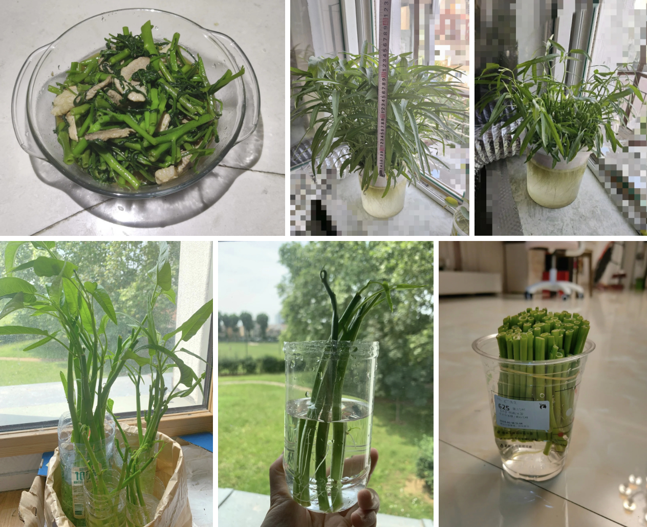 Giá rau tăng vùn vụt, chị em rủ nhau trồng rau muống thủy canh: Cắm cọng rau vào nước là có cả bình ăn mệt nghỉ- Ảnh 4.