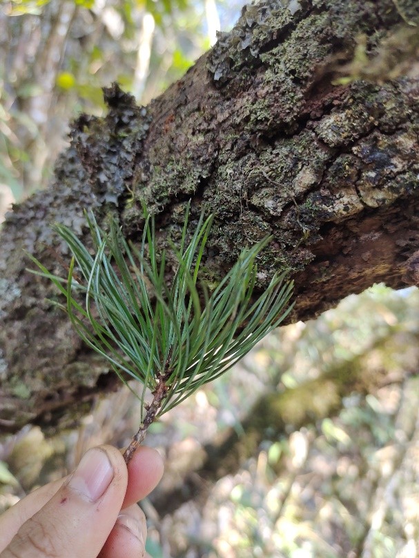 6 loài cây hạt trần quý hiếm có nguy cơ tuyệt chủng tại 1 khu rừng ở Thanh Hóa- Ảnh 8.