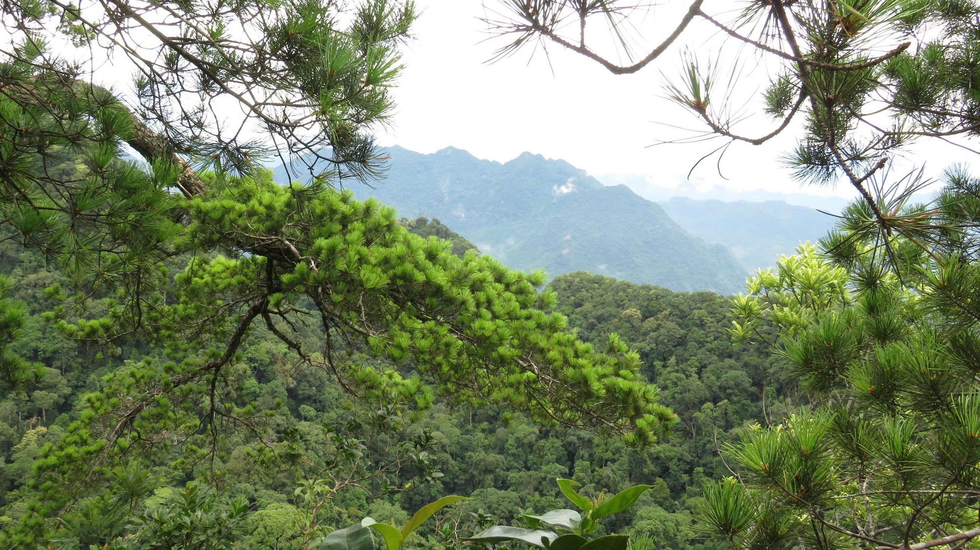 6 loài cây hạt trần quý hiếm có nguy cơ tuyệt chủng tại 1 khu rừng ở Thanh Hóa- Ảnh 1.