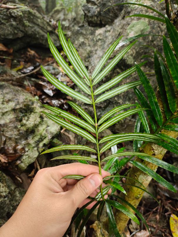 6 loài cây hạt trần quý hiếm có nguy cơ tuyệt chủng tại 1 khu rừng ở Thanh Hóa- Ảnh 3.