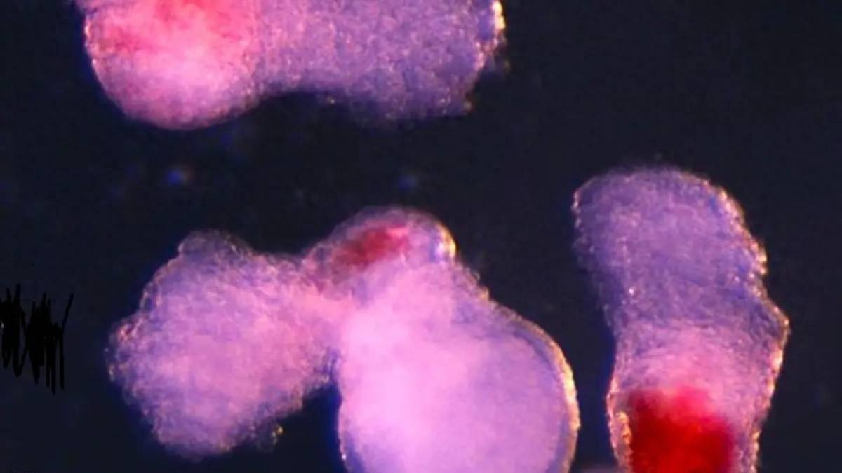 Các nhà khoa học tạo ra máu người trong phòng thí nghiệm: Bước tiến đột phá mở ra kỷ nguyên mới cho y học tái tạo- Ảnh 1.