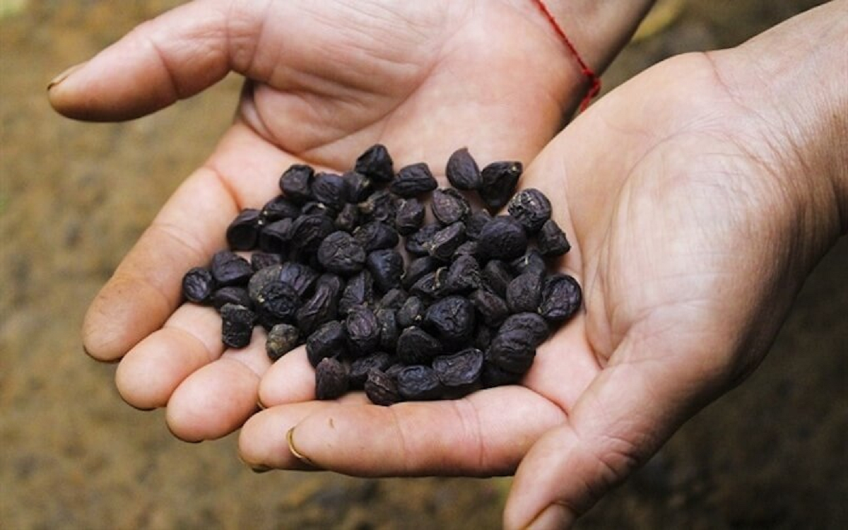 Loại hạt xưa rụng "thối gốc" không ai nhặt, nay giá tiền triệu/kg- Ảnh 3.