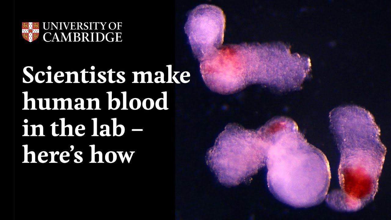 Các nhà khoa học tạo ra máu người trong phòng thí nghiệm: Bước tiến đột phá mở ra kỷ nguyên mới cho y học tái tạo- Ảnh 3.