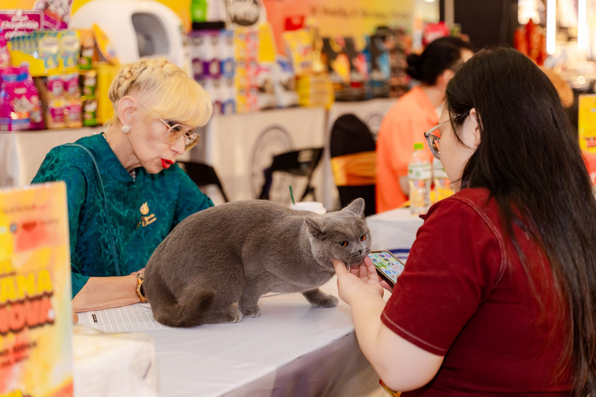 Lần đầu cặp đôi mèo "xấu nhất thế giới" có mặt tại TP HCM- Ảnh 1.