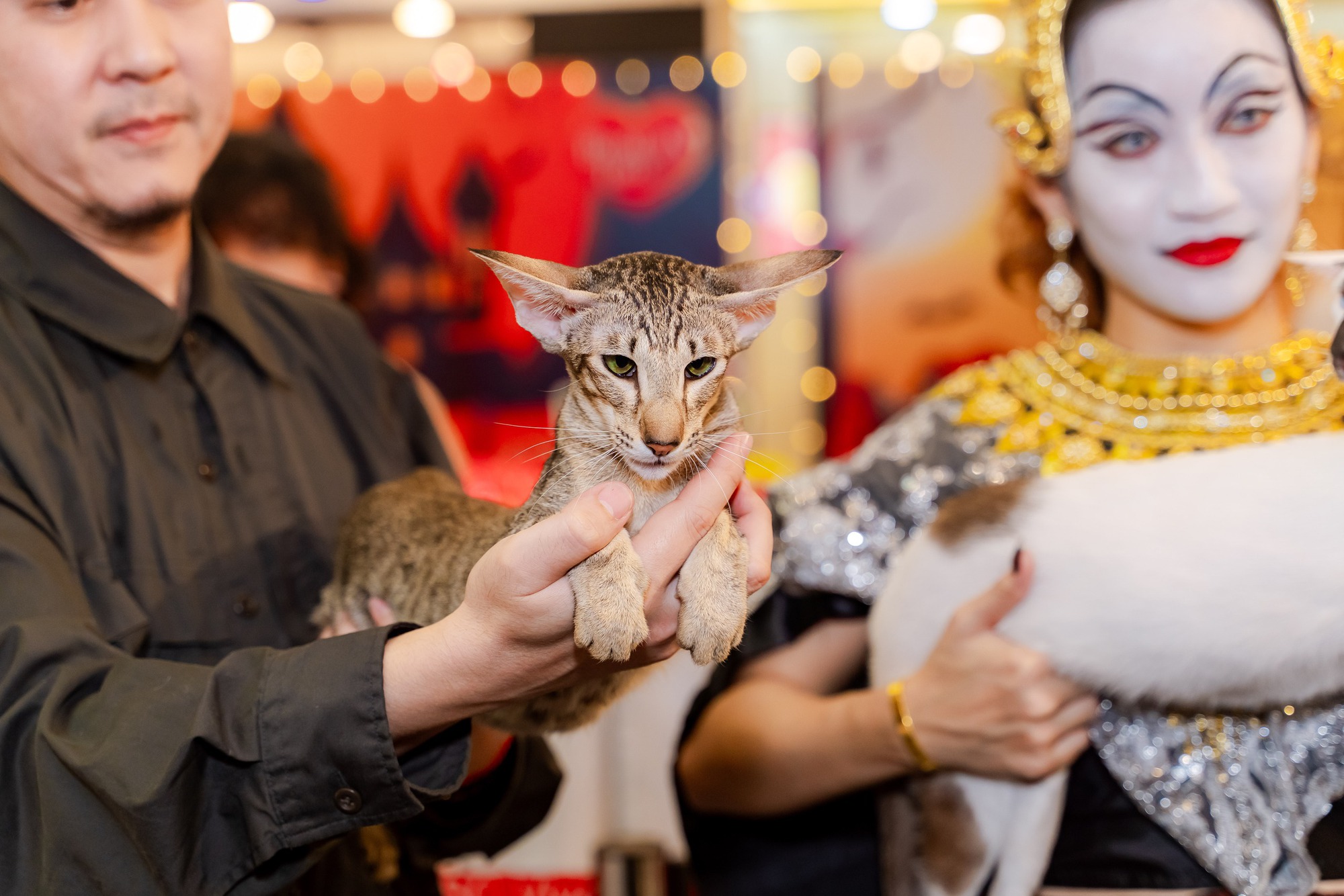 Lần đầu cặp đôi mèo "xấu nhất thế giới" có mặt tại TP HCM- Ảnh 4.