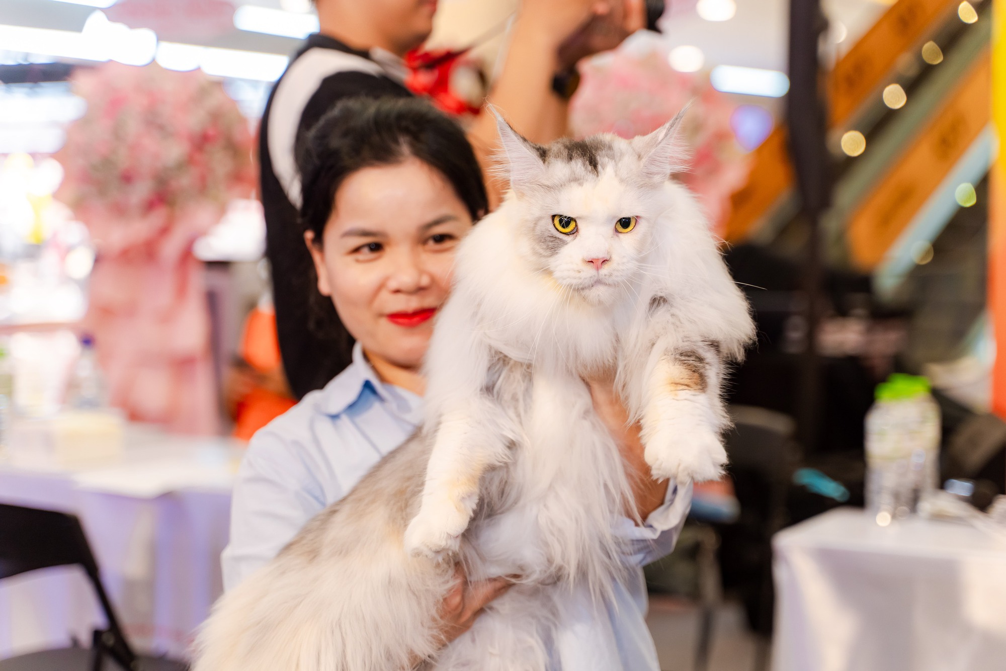 Lần đầu cặp đôi mèo "xấu nhất thế giới" có mặt tại TP HCM- Ảnh 6.