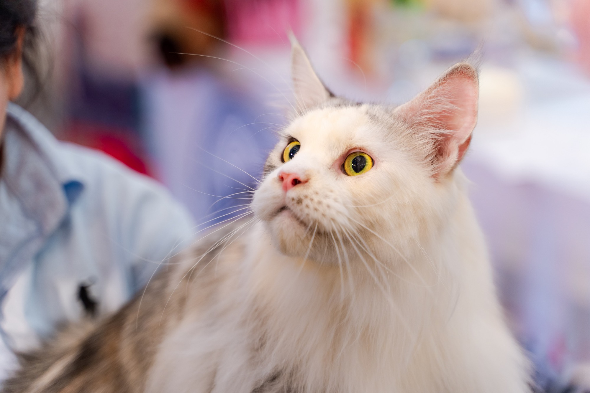 Lần đầu cặp đôi mèo "xấu nhất thế giới" có mặt tại TP HCM- Ảnh 5.