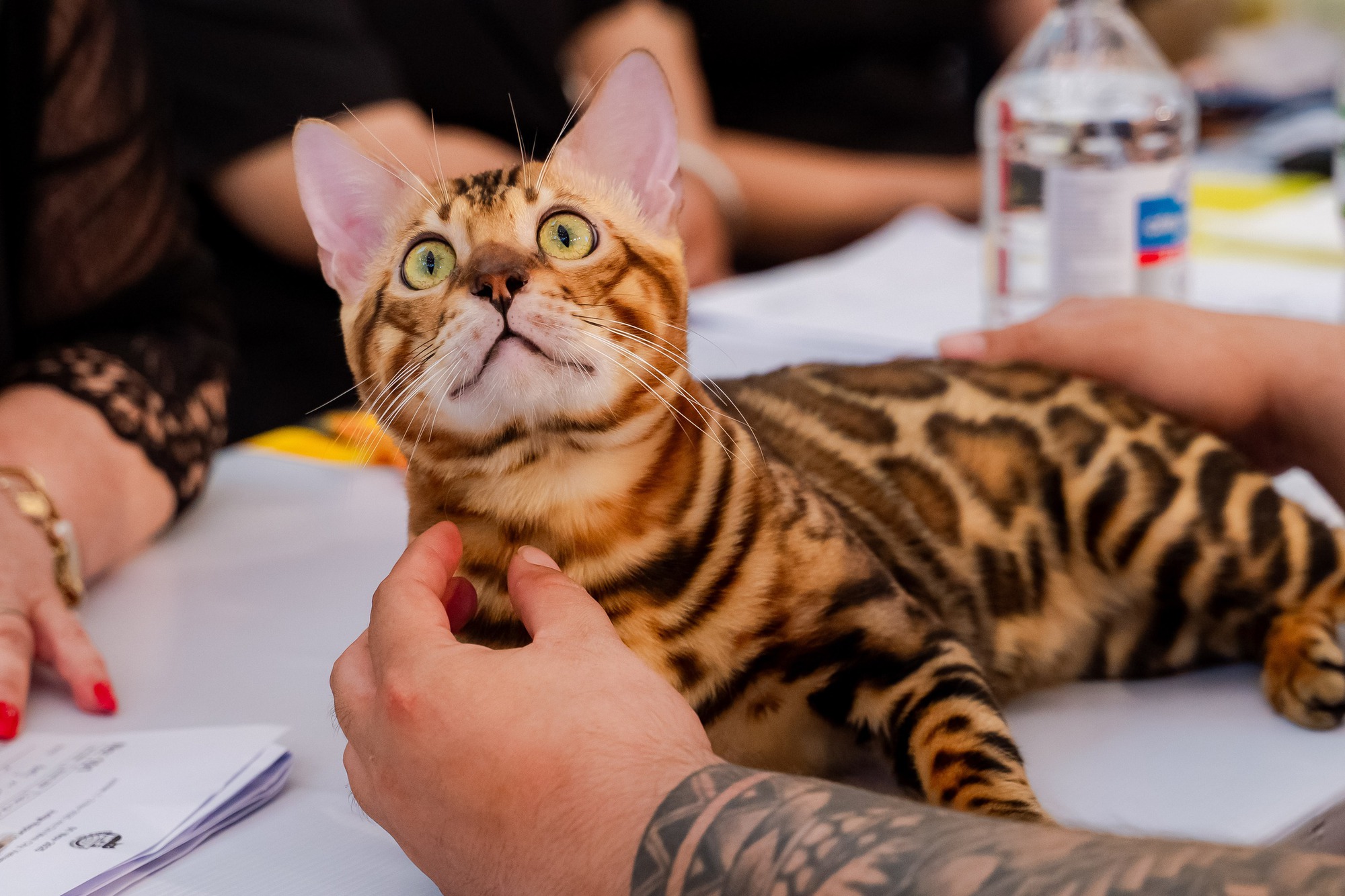 Lần đầu cặp đôi mèo "xấu nhất thế giới" có mặt tại TP HCM- Ảnh 9.