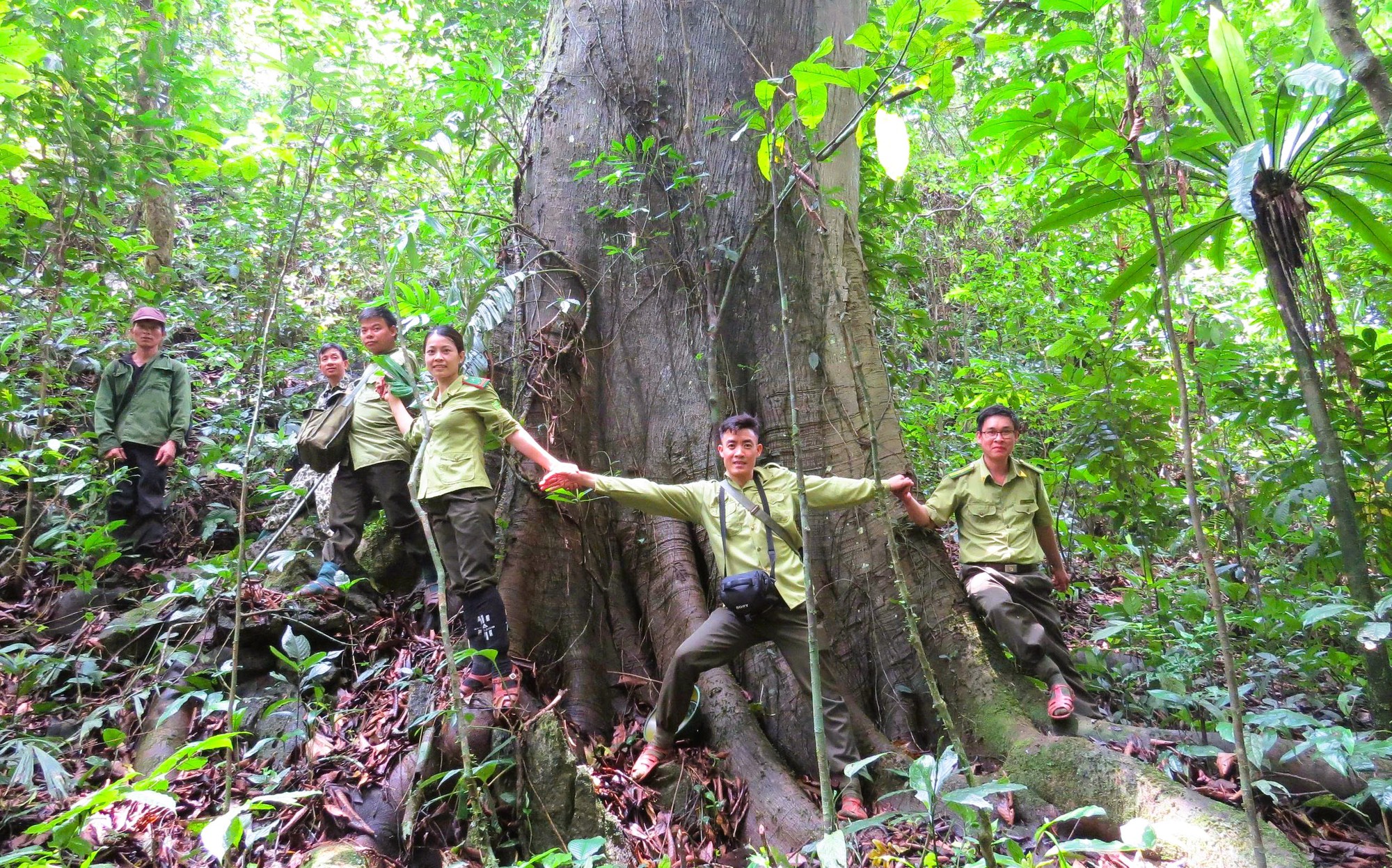 6 loài cây hạt trần quý hiếm có nguy cơ tuyệt chủng tại 1 khu rừng ở Thanh Hóa- Ảnh 11.