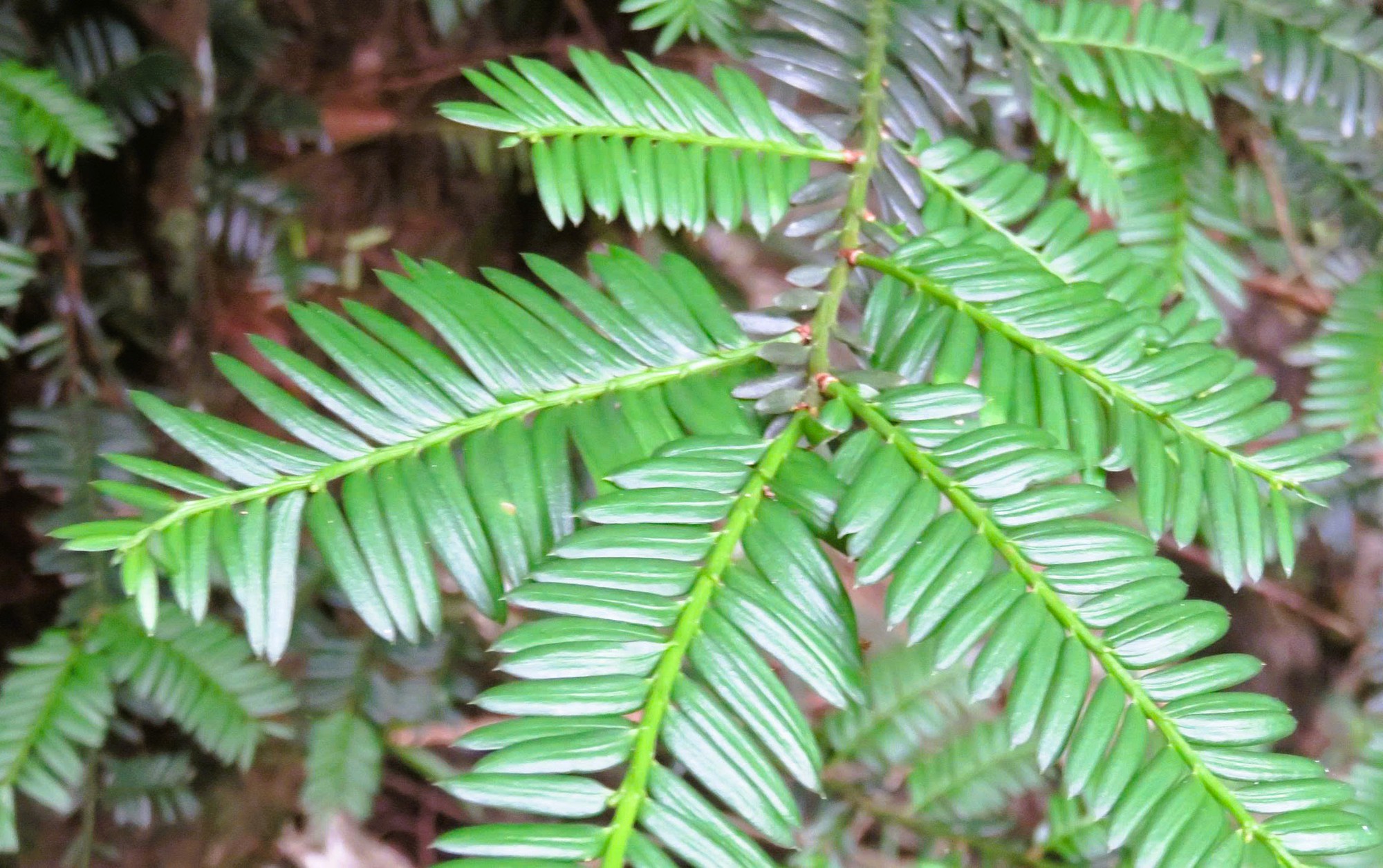 6 loài cây hạt trần quý hiếm có nguy cơ tuyệt chủng tại 1 khu rừng ở Thanh Hóa- Ảnh 2.