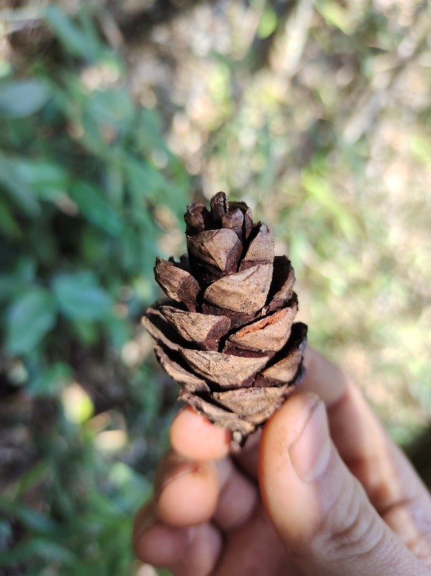 6 loài cây hạt trần quý hiếm có nguy cơ tuyệt chủng tại 1 khu rừng ở Thanh Hóa- Ảnh 10.